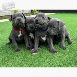 Amstaff Welpen WhatsApp nummer +43650485