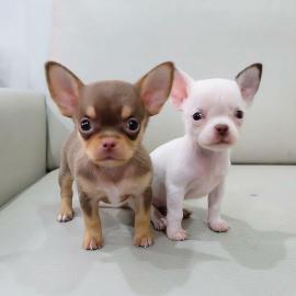 Mini Toy Chihuahua M?dchen schoko mit we
