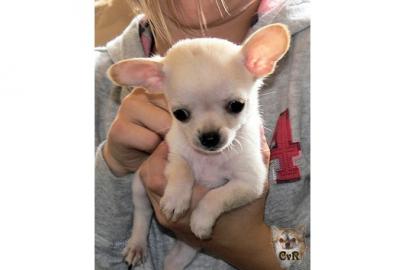 Super s��e MINI chihuahua welpen mit Pap