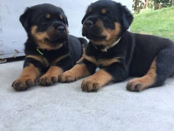 S??e Kr?ftige Rottweiler Welpen abzugebe