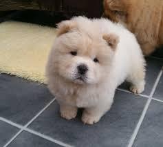 Chow Chow Welpen whatsapp nummer +436504