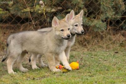 Tschechoslowakischer Wolfhund