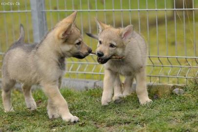 Tschechoslowakischer Wolfhund