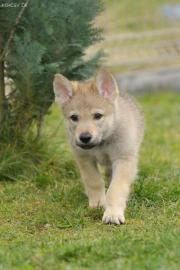 Tschechoslowakischer Wolfhund