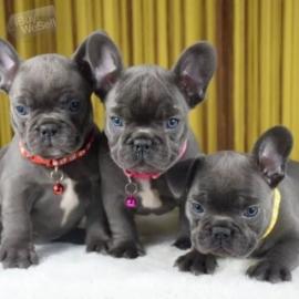Wundersch?ne Franz?sische Bulldoggen Wel