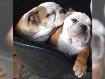 Englische Bulldogge Welpen