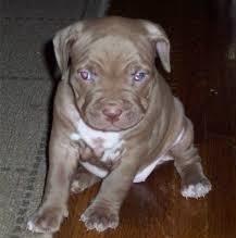 American PitbullTerrier Welpen zu VERKAU