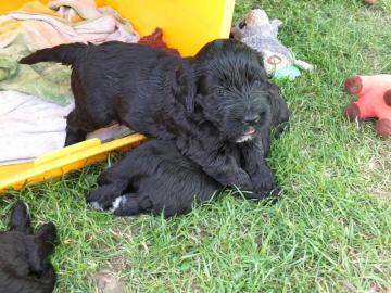 Portugiesischer Wasserhund Welpen