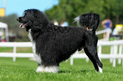 Portugiesischer Wasserhund Welpen