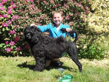 Portugiesischer Wasserhund Welpen