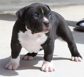 s�per~American~Pitbull~Terrier Welpen zu