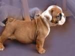 Englisch Bulldogge Welpen