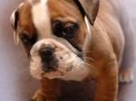Englisch Bulldogge Welpen