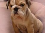 Englisch Bulldogge Welpen