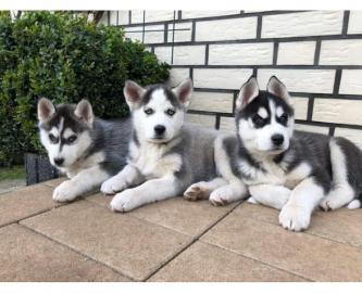 S??e Gesund Siberian Husky Welpen. WhatsA