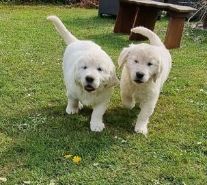 Wundersch?ne golden Retriever Welpe