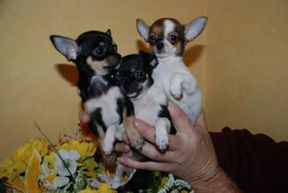 Bildh�bsche Chihuahua Welpen