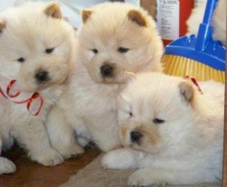 Chow Chow Welpen zu GIFT