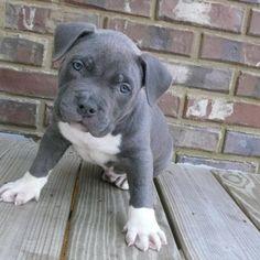 American Pitbull Welpen ab sofort verf�g