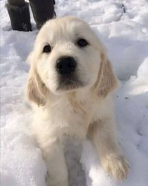 GOLDEN RETRIEVERS WELPEN whatsapp nummer