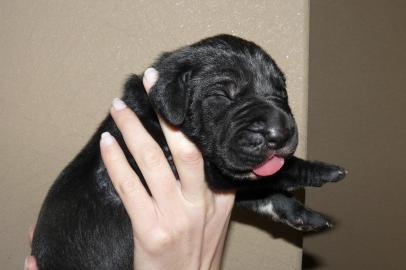 deutsche doggen welpen