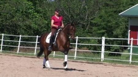 Sch�ne Hannoveraner Wallach