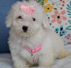 Maltipoo Welpen