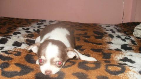 Chihuahua Welpen in attraktive Farben