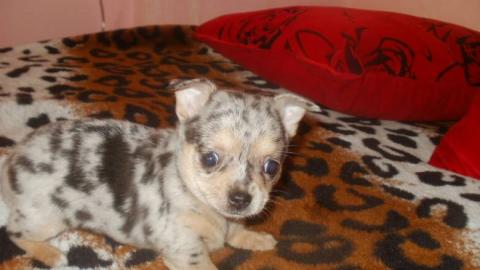 Chihuahua Welpen in attraktive Farben