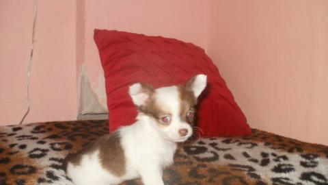 Chihuahua Welpen in attraktive Farben