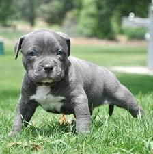 S??e American Pitbull Blueliner Welpen