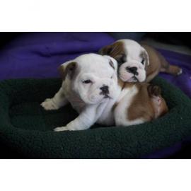 Zuckers�� Englische Bulldogge welpen ver