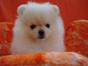 Traumhaft und Starken Pomeranian welpen