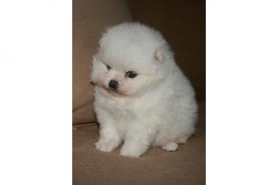 Traumhaft und Starken Pomeranian welpen
