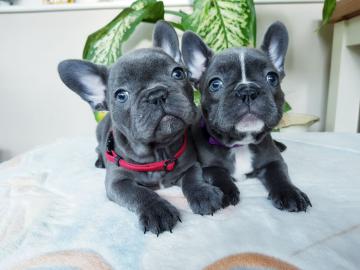 Sch?ne Welpen der franz?sischen Bulldogg