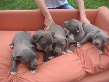 Typvolle American Staffordshire Terrier