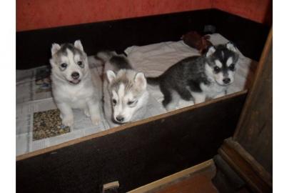 Verspielt Siberian-Husky-Welpen ZVK!!