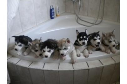 Verspielt Siberian-Husky-Welpen ZVK!!