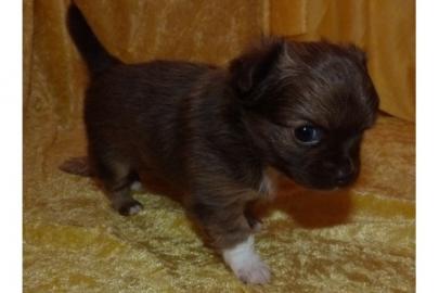 Wundersch�ne sehr typvolle Chihuahua Wel