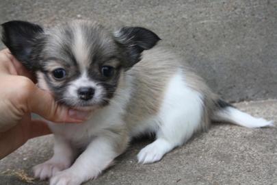 Wundersch�ne sehr typvolle Chihuahua Wel