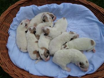 Pyren�enberghund