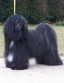 TIBET TERRIER FCI Welpen aus Hobbyzucht