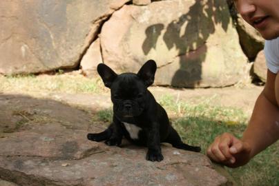Franz�sische Bulldogge - welpen - selten