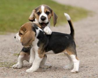 Beagle Welpen reinrassig , tricolor zum
