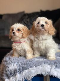 Bichon Frise Welpen