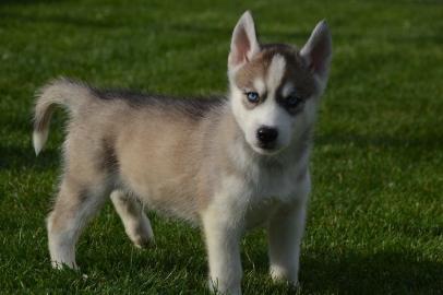 Reinrassige Siberian Husky Welpen mit FC