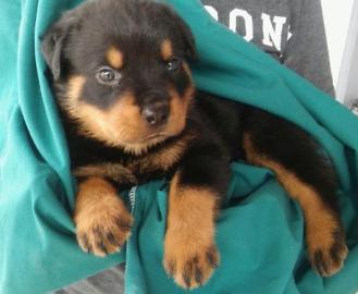 Rottweiler Welpen suchen ein neues zuhau