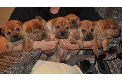 Wundersch�ne Shar Pei Welpen mit Papiere