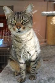 Reinrassige Katzen mit Papieren