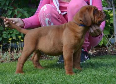 Dogue de Bordeaux - mit FCI Stammbaum